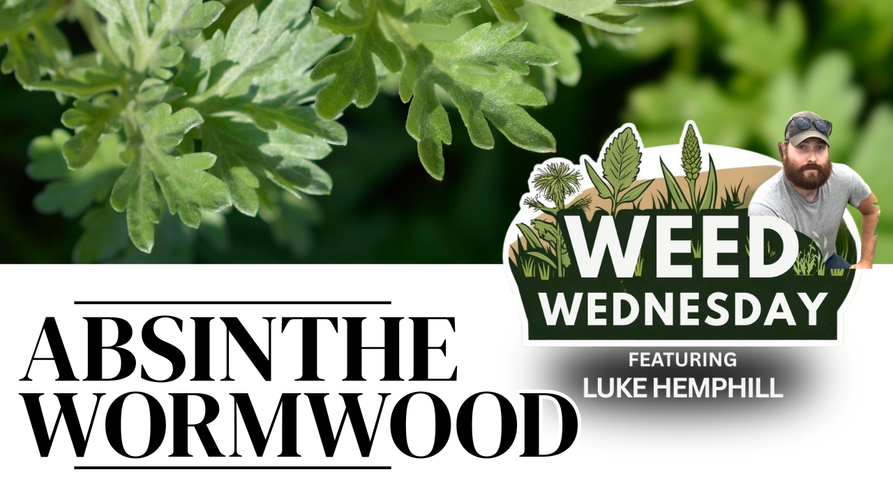 ABSINTHE WORMWOOD