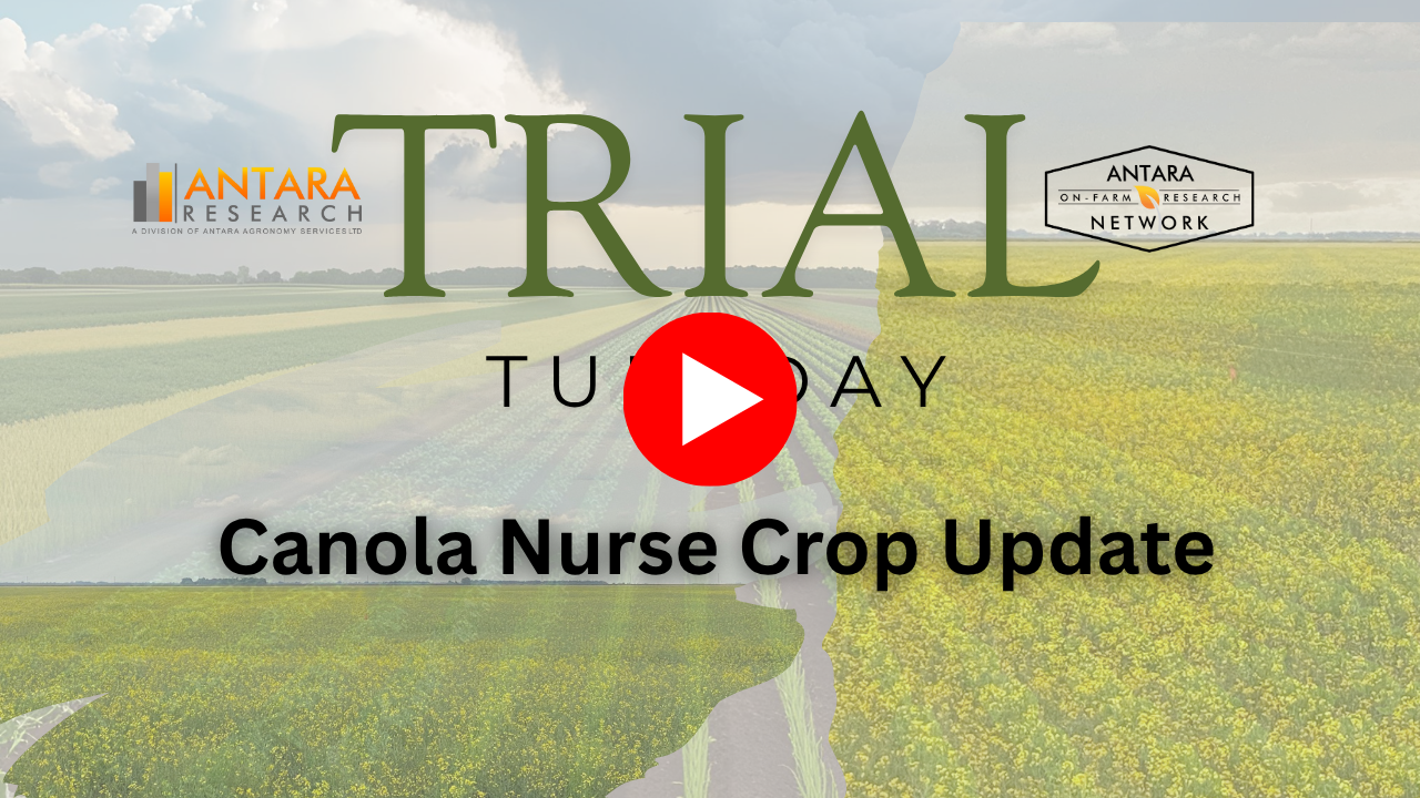 Canola Nurse Crop Update (1)