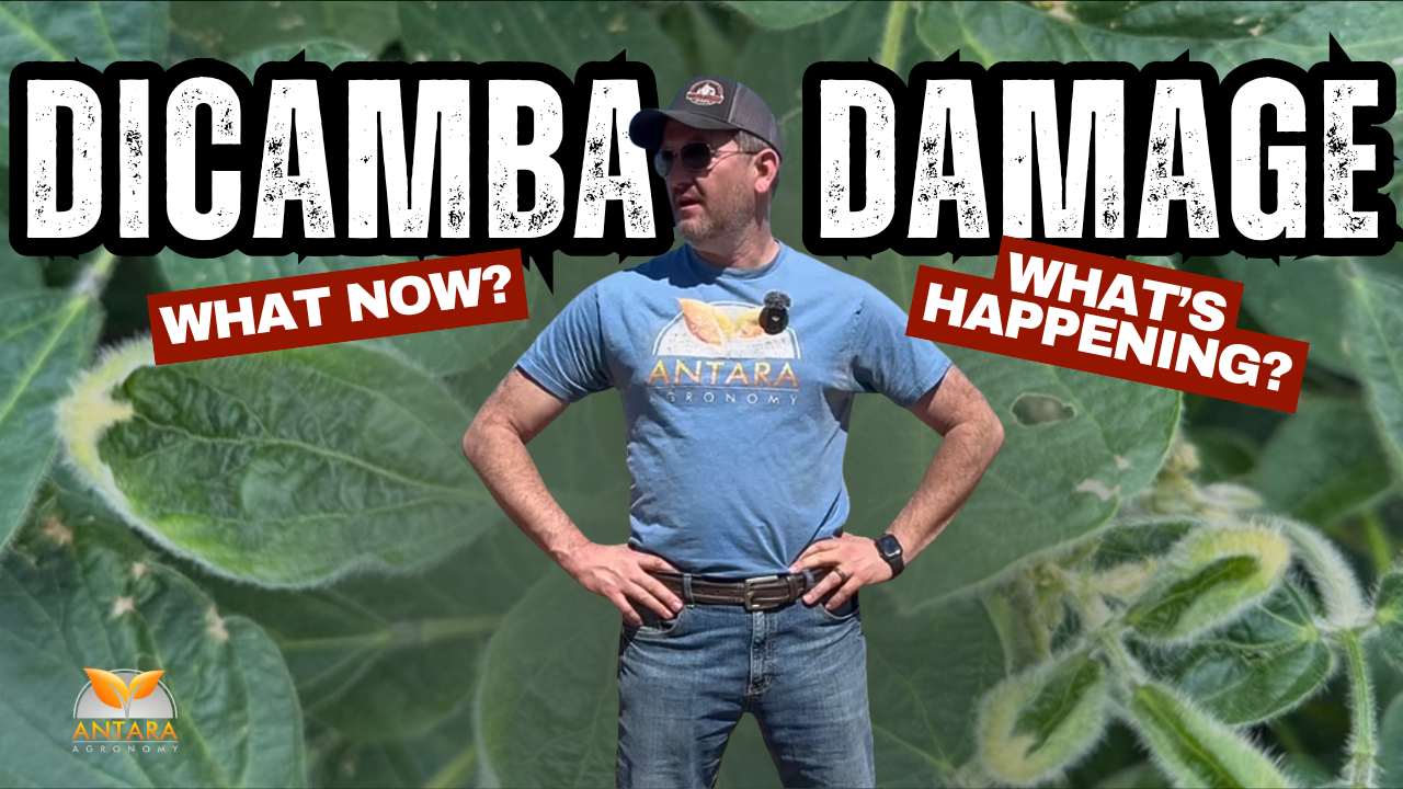 DICAMBA DAMAGE