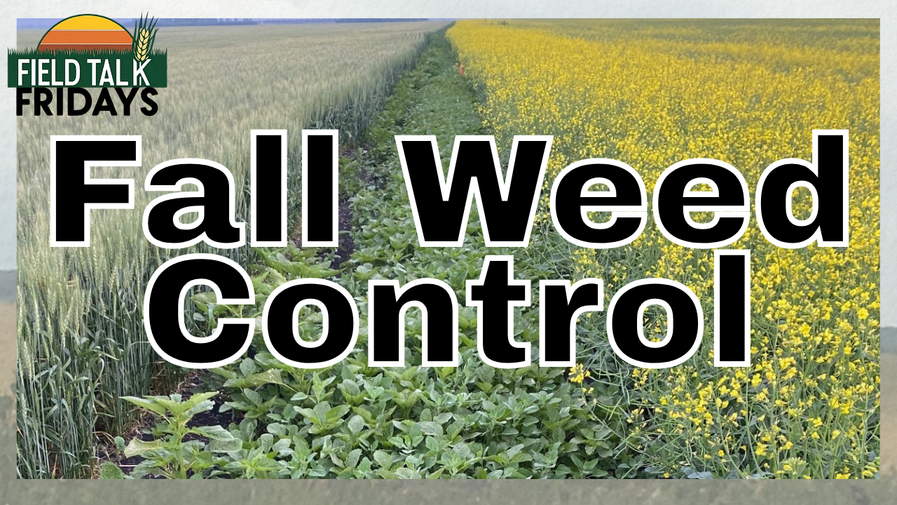 Fall Weed Control