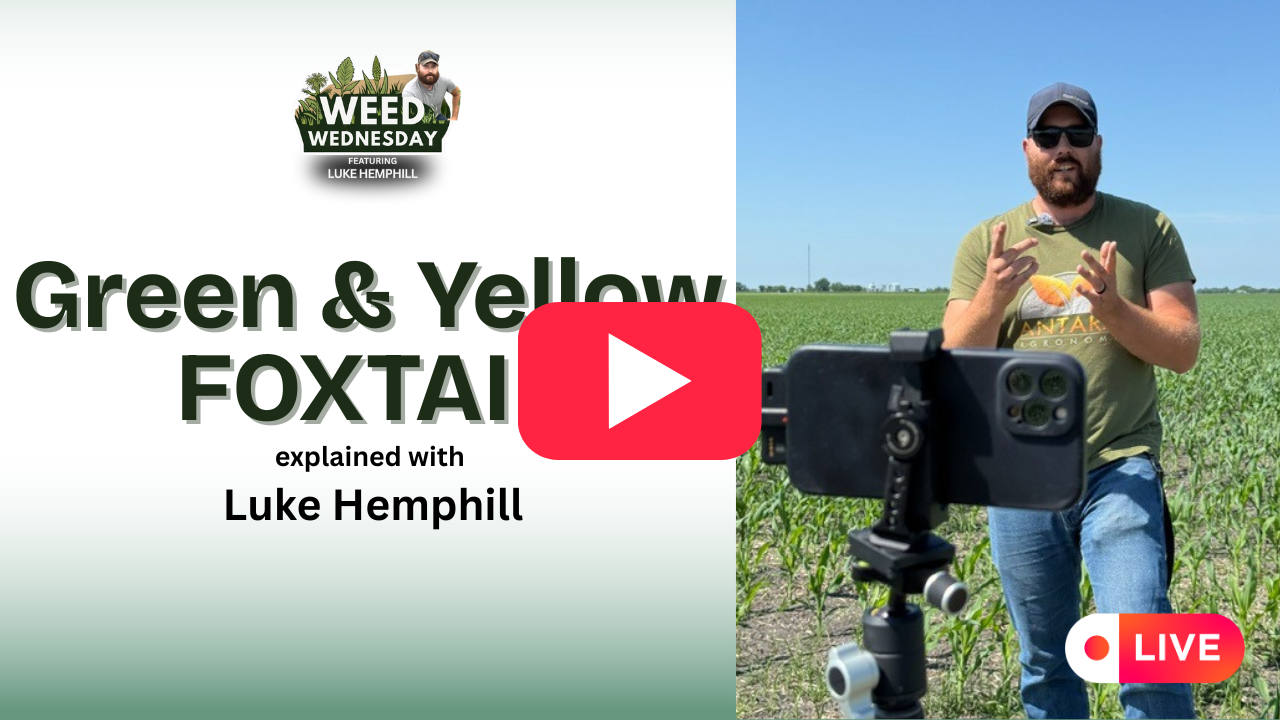 Green & Yellow Foxtail (1)