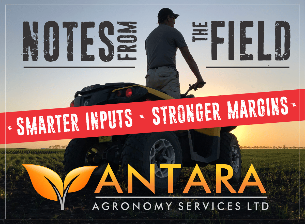 Header for the new newsletter