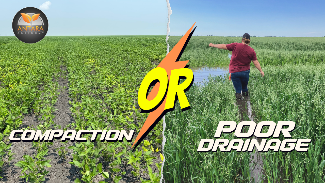 Compaction or Poor Drainage in the Red River Valley?