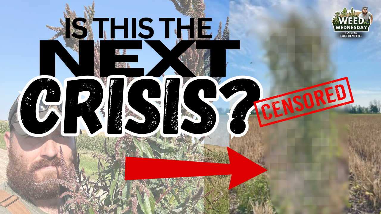 Palmer Amaranth Video Thumbnail for Youtube