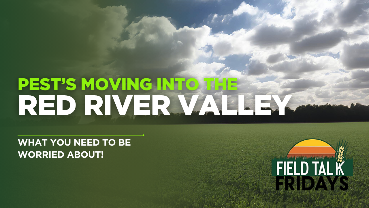 Pest’s moving into the