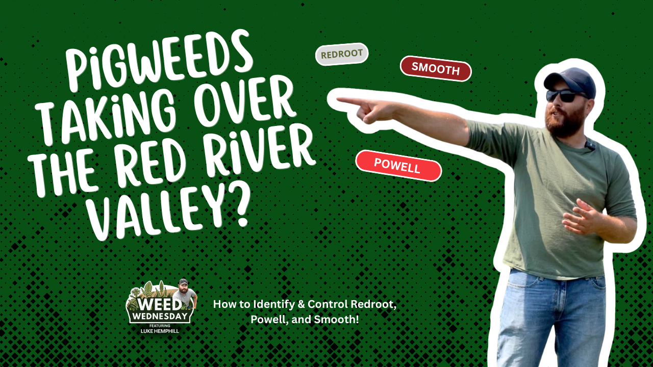 Pigweeds Taking Over the Red River Valley How to Identify & Control Redroot, Powell, and Smooth!