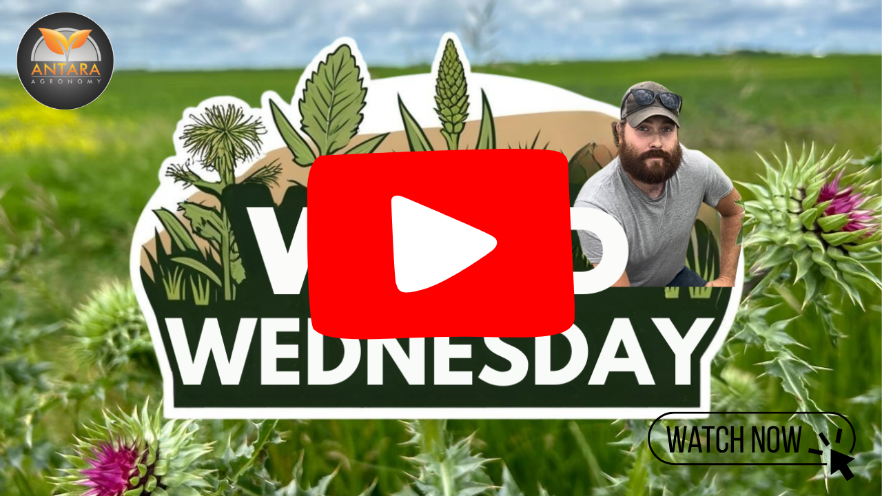 Untitled design (25)