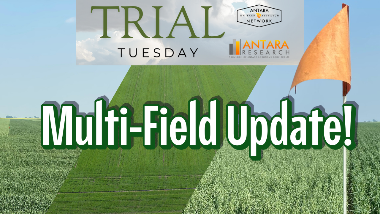 Untitled design (38)-1