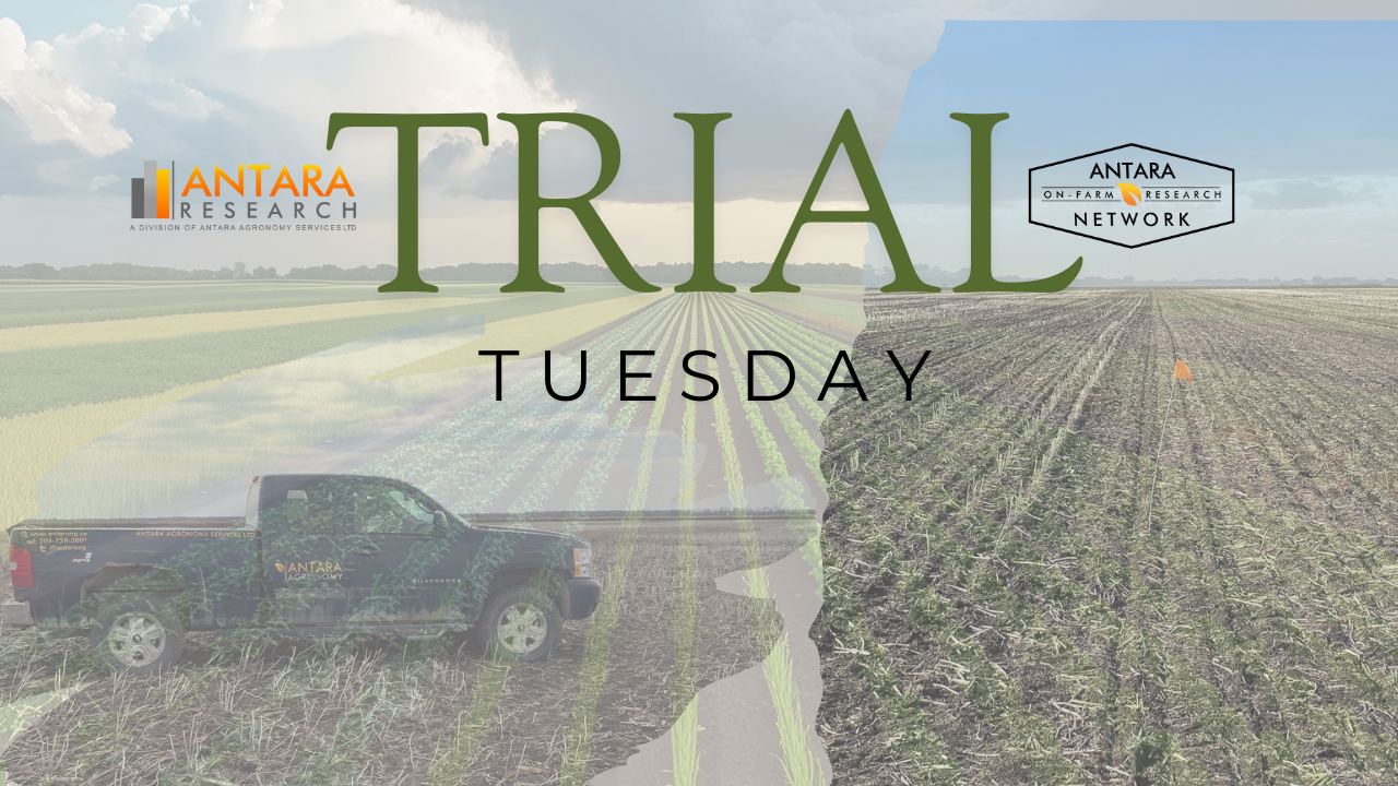 Untitled design (41)