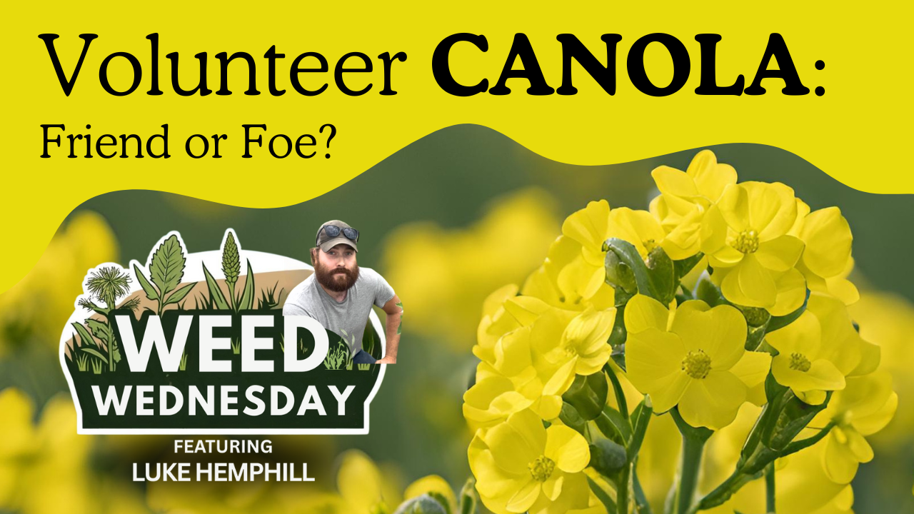 Volunteer CANOLA VS Flea Beetles does it matter which variety you plant