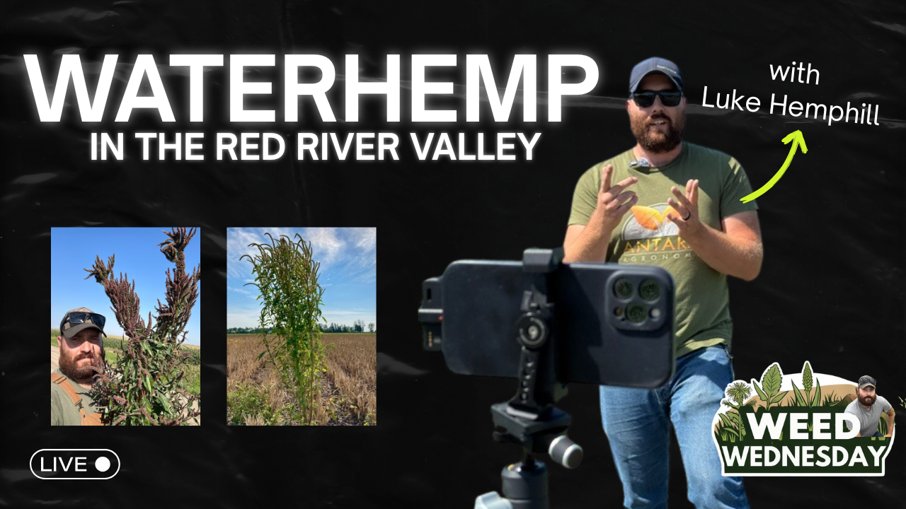 WATERHEMP