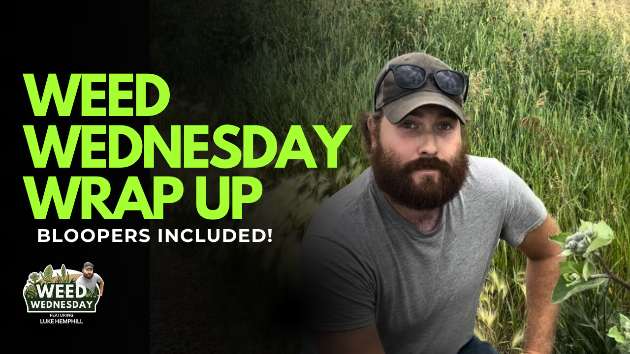 Weed Wednesday wrap up