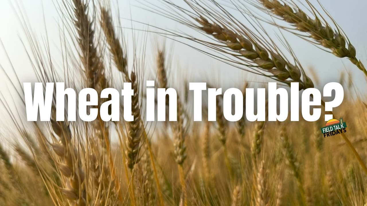 Wheat in Trouble